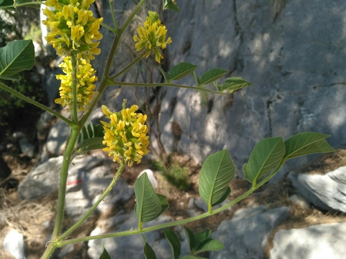 Glycyrrhiza asymmetrica