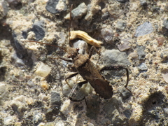 Heegeria tangirica