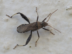 Heegeria tangirica