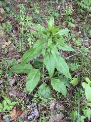 Silphium asteriscus trifoliatum