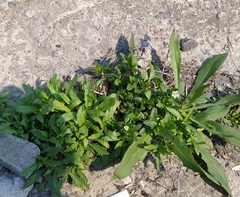 Cerastium holosteoides