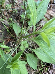 Silphium asteriscus trifoliatum