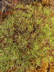 Oreobolus pectinatus