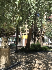 Populus euphratica