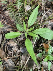 Silphium asteriscus trifoliatum