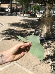 Populus euphratica