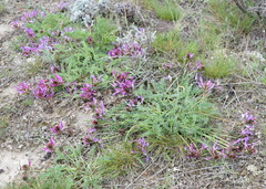 Astragalus suprapilosus