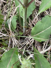 Silphium asteriscus trifoliatum