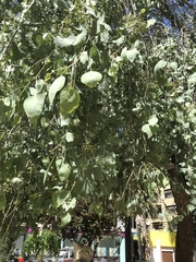 Populus euphratica
