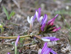 Astragalus suprapilosus