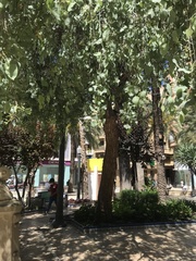 Populus euphratica