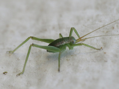 Odontura aspericauda
