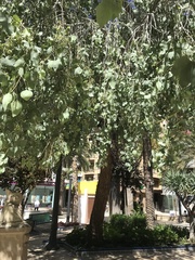 Populus euphratica