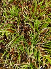 Oreobolus pectinatus