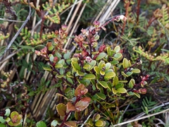 Gaultheria colensoi