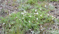 Astragalus guttatus