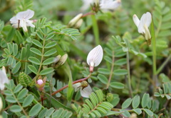Astragalus guttatus