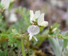 Astragalus guttatus