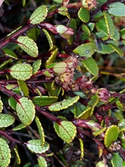 Gaultheria colensoi