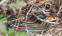 Thamnophis sirtalis tetrataenia