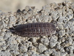 Porcellio violaceus