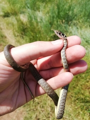 Hierophis viridiflavus viridiflavus