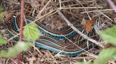 Thamnophis sirtalis tetrataenia