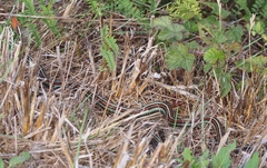 Thamnophis sirtalis tetrataenia