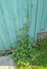 Humulus lupulus