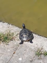 Trachemys scripta