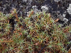 Dracophyllum recurvum