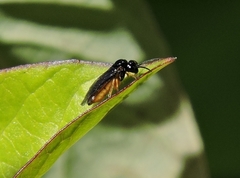 Halidamia affinis