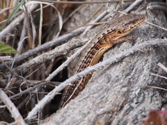 Elgaria coerulea coerulea
