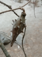 Dictyanthus