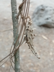 Dictyanthus