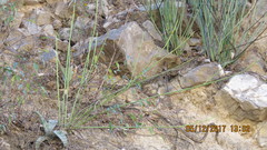 Euphorbia rossiana