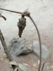 Dictyanthus