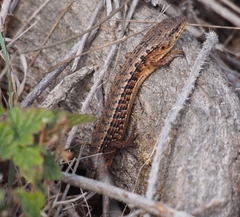 Elgaria coerulea coerulea