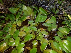 Potamogeton suboblongus