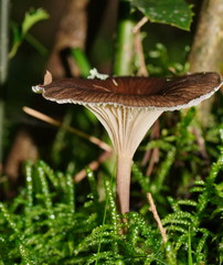 Trogia straminea