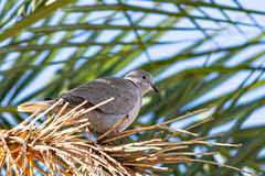 Streptopelia decaocto