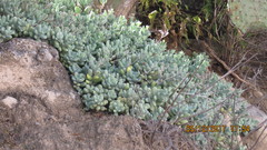 Sedum allantoides