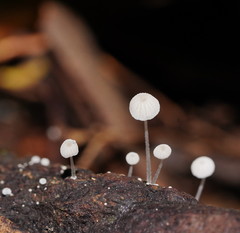 Mycena piringa