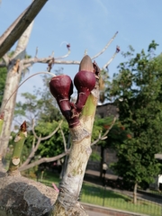 Pseudobombax ellipticum