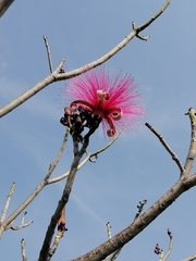 Pseudobombax ellipticum