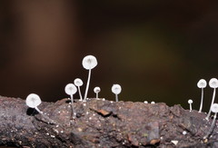Mycena piringa