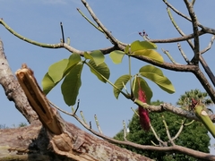 Pseudobombax ellipticum
