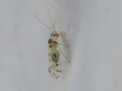 Stenopsocus immaculatus