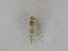 Stenopsocus immaculatus