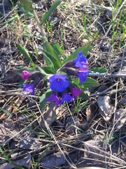 Pulmonaria mollis